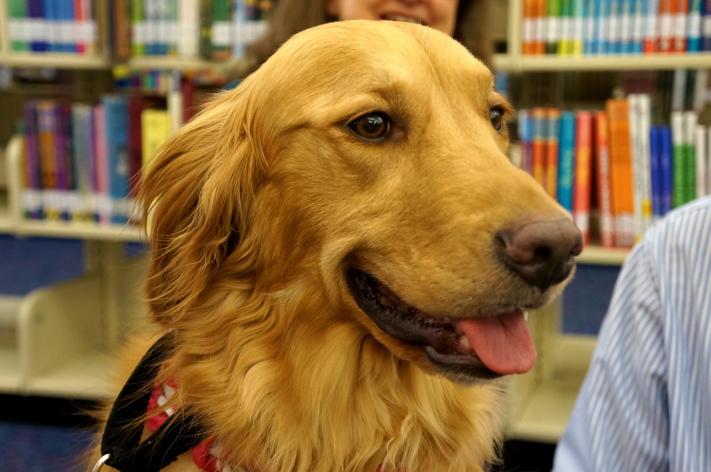 therapy, dog, read, with, free, library, children,