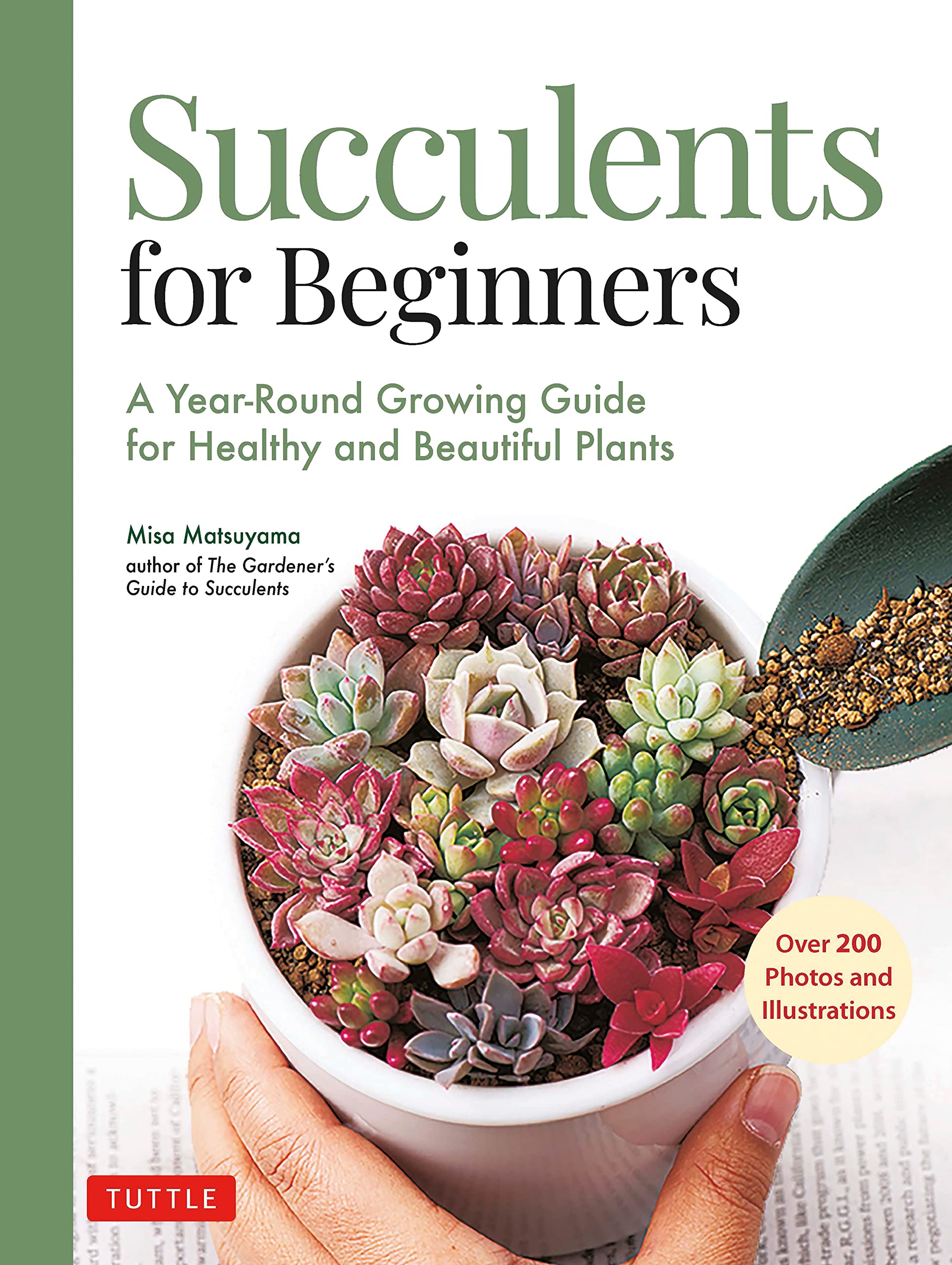 succulents for beginners featuring a pot of mixed succulents